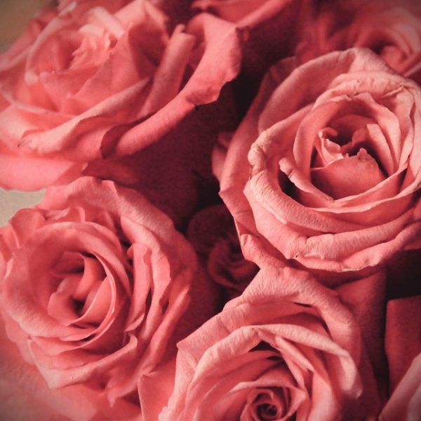 rose_atelier-floral-troarn_fleuriste_fleur