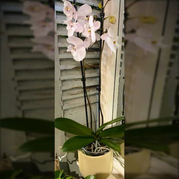orchidee02-latelierfolarltroarn_fleuriste_fleur